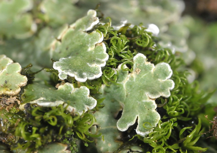 Squamarina sp - Lichene sopra arenaria